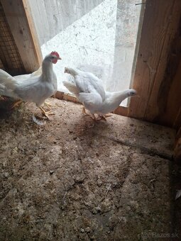 Leghorn kohuty - 2