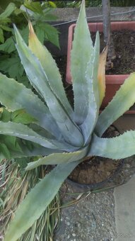 Agave americká - 2