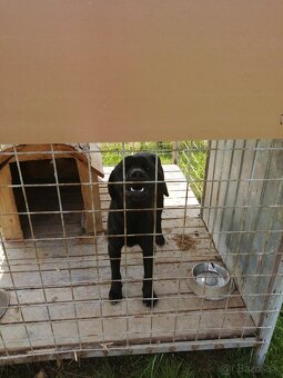 Labrador - 2