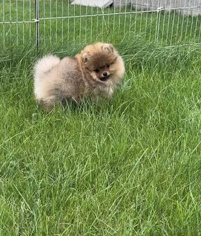 Pomeranian - 2
