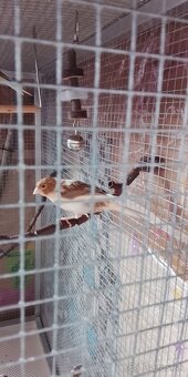 Predám kanárika 🦜 - 2