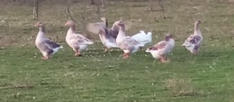 Predám Suchovská husy - 2