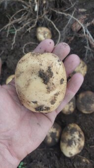 Konzumne zemiaky na zimne uskladnenie - 2