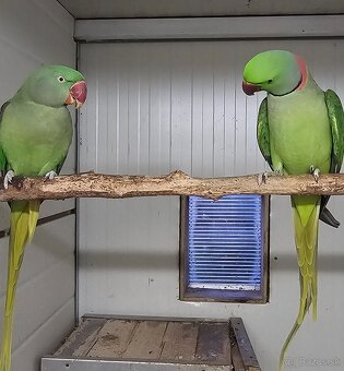 Alexander velký - 2