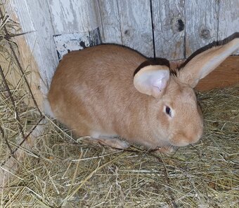 Predam burgundske kraliky - 2