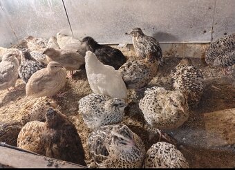 Predám japonské prepelice kohút zdarma - 2