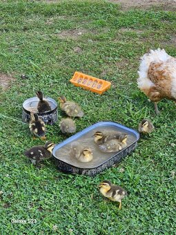 Predám kačacie nasadové vajíčka - 2