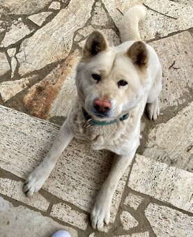 DARUJEM AKITA INU - 2