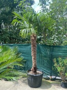 Palmy Trachycarpus Fortunei - 2