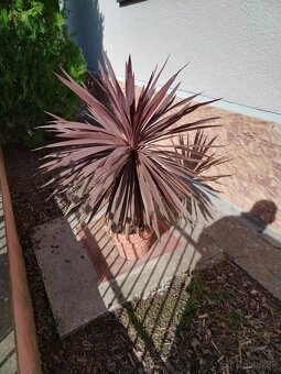 Australska cervena yuka, cordyline, red star - 2