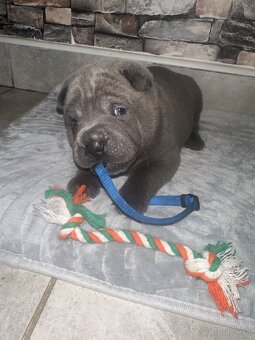 Sharpei - 2
