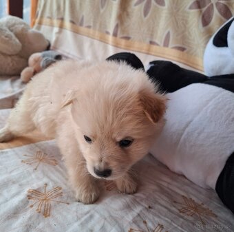 darujeme šteniatka - 2