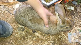 Dobrí deň predávam zajace jedna je samička a jeden samec - 2