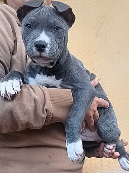 Americký staford - 2