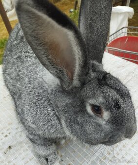 Cinčila Velka - Mäsové plemeno - 2