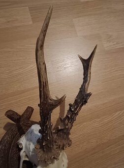 Trofej trofeje parohy parožie zhody,, - 2