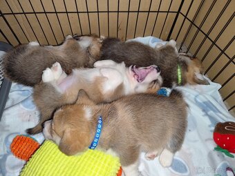 Welsh corgi Pembroke s PP FCI - 2