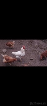 Predám kohúta - 2