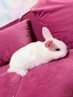 Zákrslý krallik SNOWY - 2