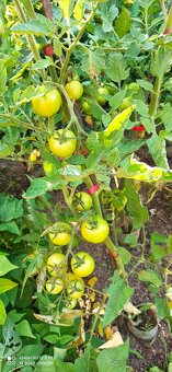 Viazacie kliešte na rastliny - 2