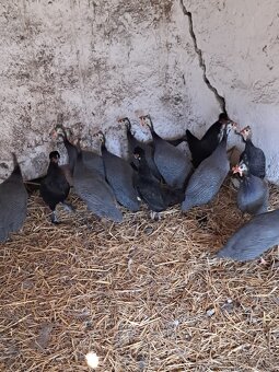 Krásne perličky - 2