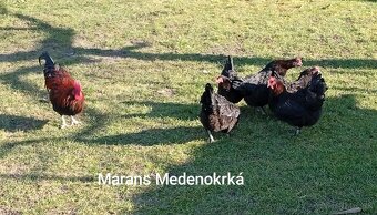 NV dvorkový mix - 2