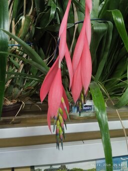 Bilbergia Nutans - 2