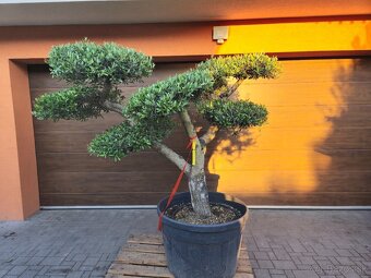 Predám Olivovník bonsai - 2