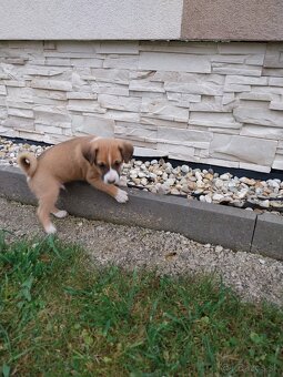 Darujem šteniatka - 2