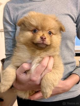 Na predaj Šteniatka nemecký špic oranžový - 2