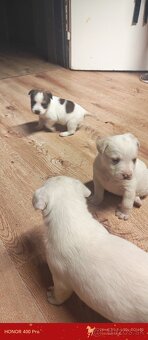 šteniatka križene - 2