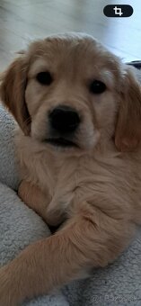 Golden retriver - 2