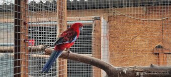 Penant Červený - 2