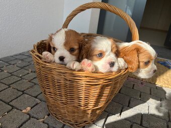 Cavalier king charles Spaniel - 2