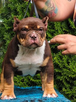 American Bully - 2