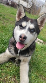 sibirsky husky - 2