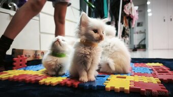 MAINE COON mačiatka , snehobiely kocurikovia - 2