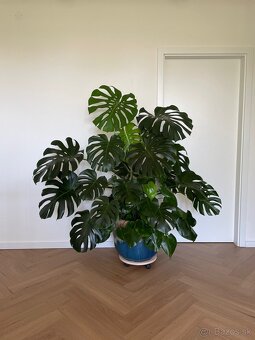 Monstera - 2