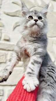 HEIDI 🤍 s PP Maine Coon Mainská myvalia - 2