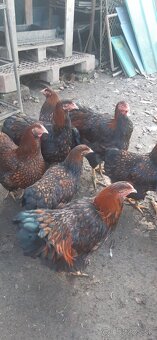 Wyandotka ZČL Veľká. Kohúty 2025. - 2