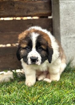 Moskovský strážny pes - 2