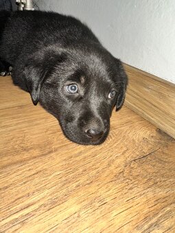 Border kólia a Labrador - 2