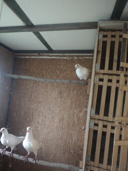 Predam kalifornské holuby - 2