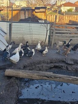 Predám alebo vymením kačice - 2