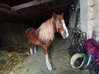 Predám ťažného žrebca - 2