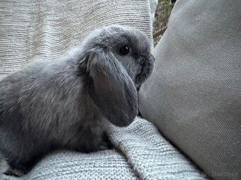 Minilop králičky - 2