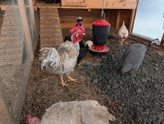 Kohútik holokrk - 2