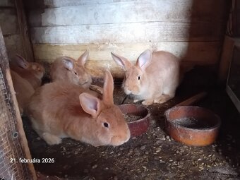 Burgundský králik - 2