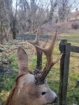 Preparát, trofej,parozie,trofeje - 2