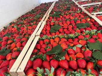 Jahody exclusiv stravberry - 2